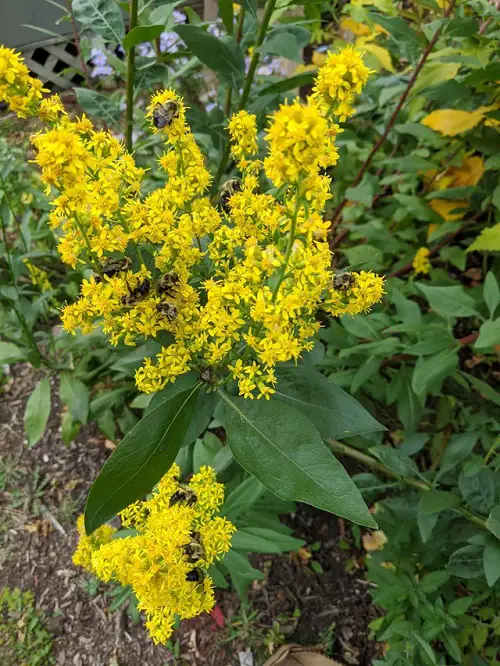 beautiful Native Plants of Illinois