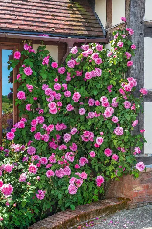 The Most Stunning Flowers to Put on Hedges