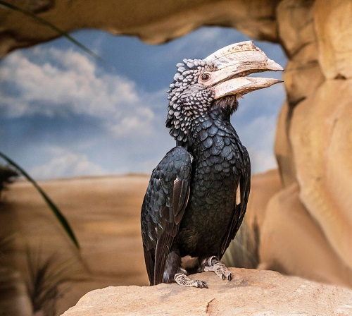 Ugliest Birds