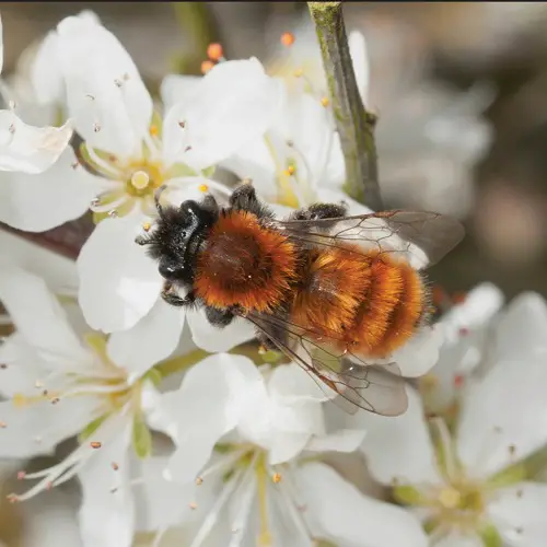 best Support Pollinators