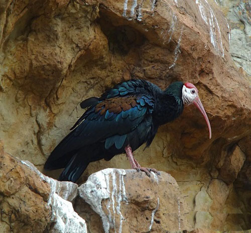 The world's most disgusting birds
