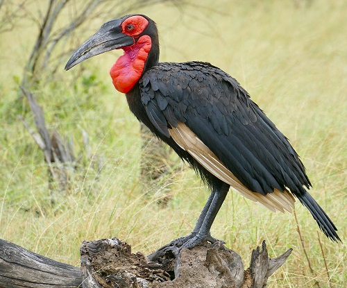 World's Ugliest Birds