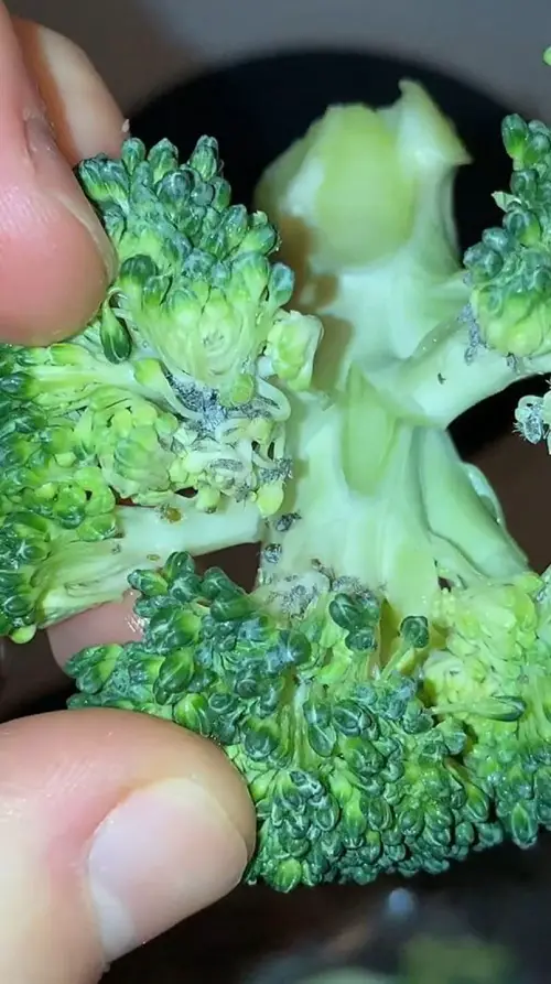 How to Identify Broccoli Spider Mites Problem