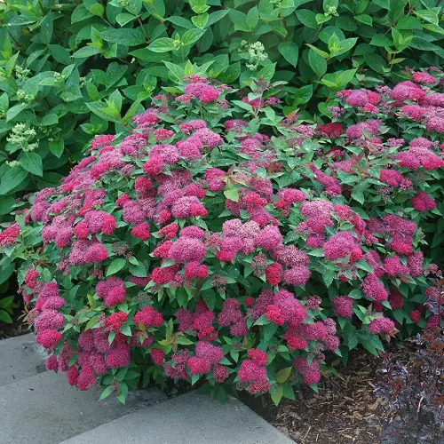 Top Colourful Hedge Plants