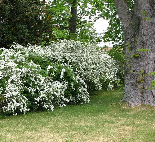 Most Stunning Flowers to Put on Hedges