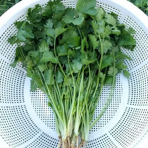 Different Coriander and Cilantro Types 