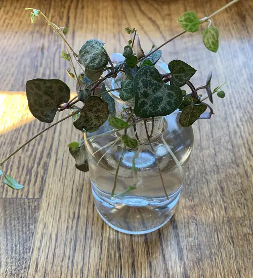 Plants to Grow in Glass Bowls of Water