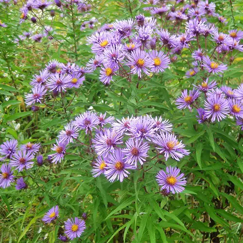 The Entire List of Native Plants in Illinois 