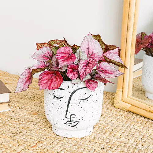 best Indoor Plants with Patterns and Variegation 