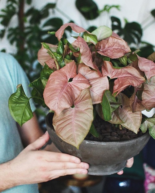 Pink Syngonium in pot