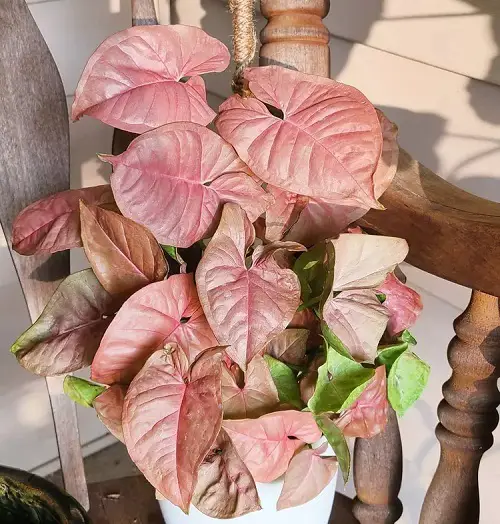 Beautiful Pink Tropical Plants in chair