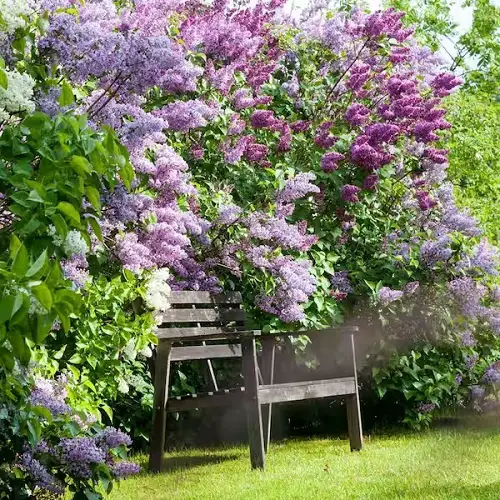 best The Most Gorgeous Flowers to Put on Hedges