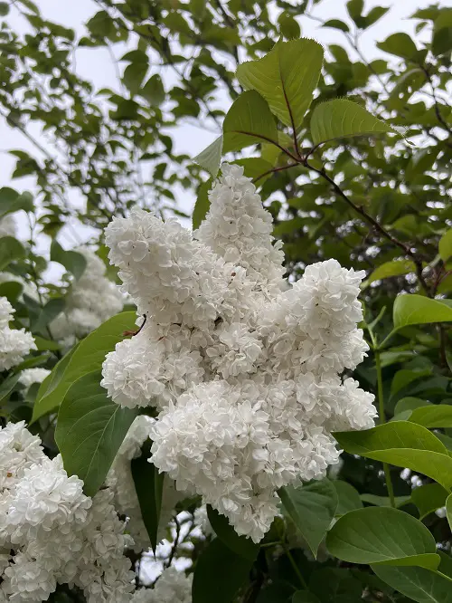 White Fragrant Flowers rock garden