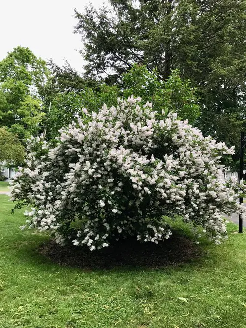 best Shrubs and Bushes with Tiny Fragrant White Flowers