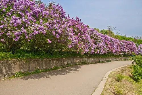 beautiful The Most Vibrant Hedge Plants