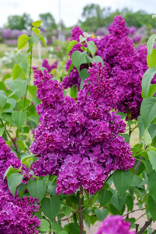 Fragrant Purple Flowers in garden