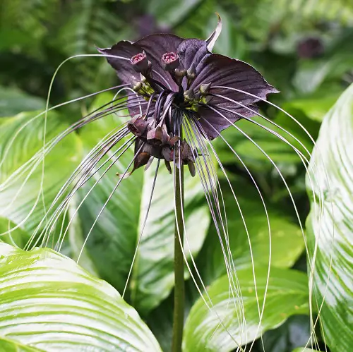The majority of Gothic Garden Flowers
