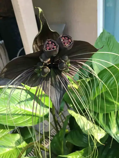 Horrifying Flowers That Give Us the Willies 87