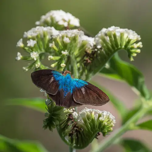 Blue and Black Butterflies 