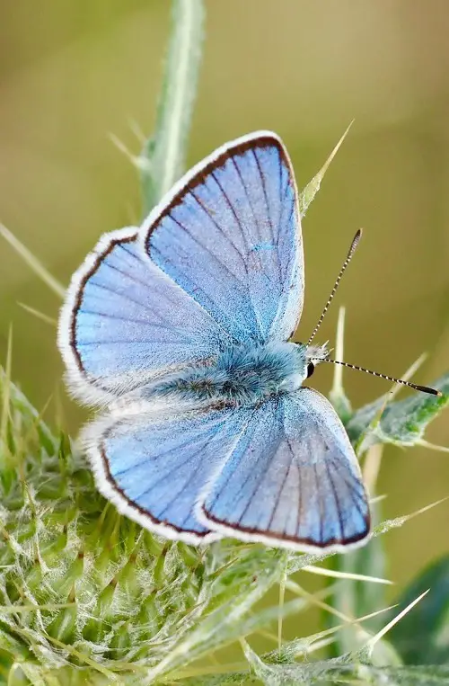Black and Blue Butterflies