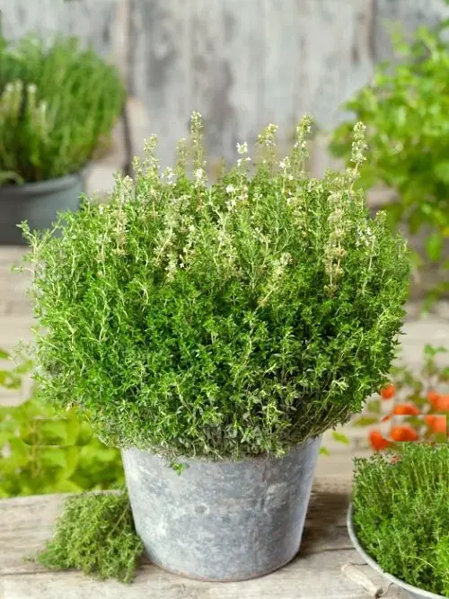 Plants Resembling Dill