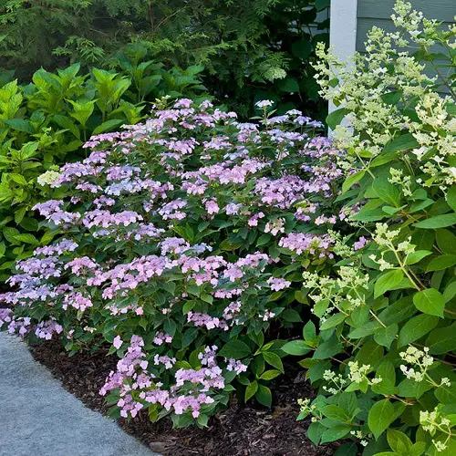 amazing Best Types of Purple Hydrangea Varieties
