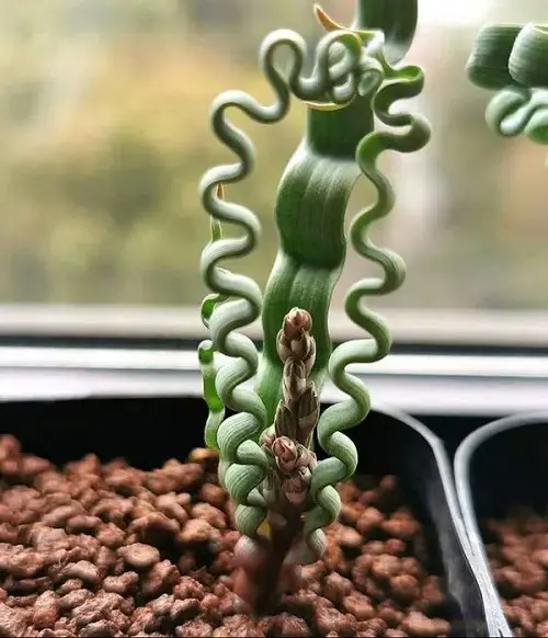 Amazing Alien-Looking Plants that Are Striking