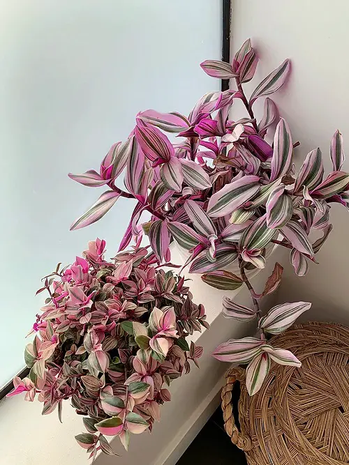 lovely Beautiful Pink Tropical Plants