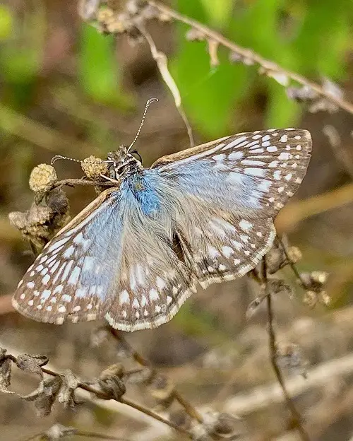 Gorgeous Blue and Black Butterflies 