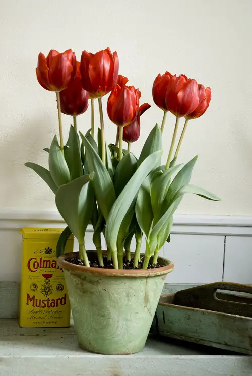 The Story of Turkey's National Flower 