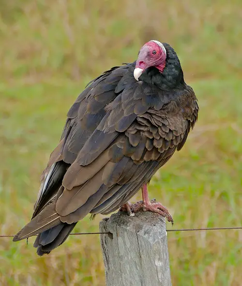 top The World's Ugliest Birds