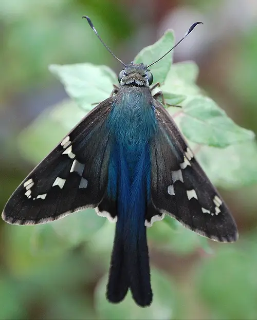 beautiful Black and Blue Butterflies in leaf