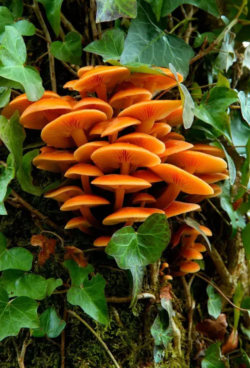 Flowers-Inspired Mushrooms 