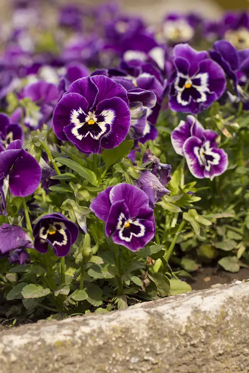 Fragrant Purple Flowers in backyard