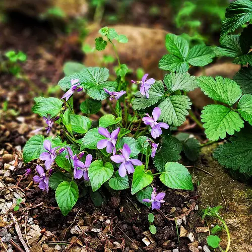 Best Scented Purple Flowers
