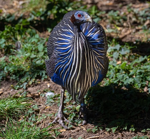 Ugliest Birds 