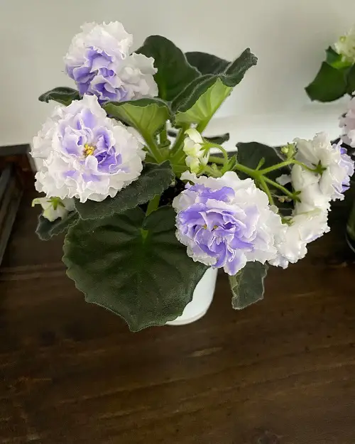watering  Force African Violets to Bloom 