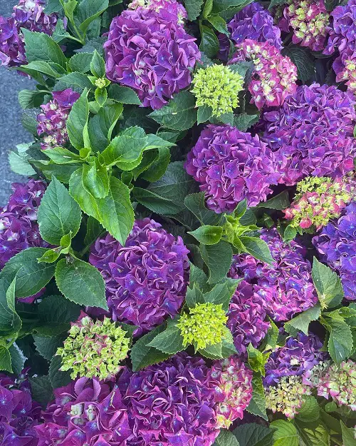 beautiful Purple Hydrangea Varieties 17