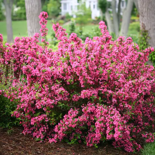 top best The Most Lovely Flowers for Hedges