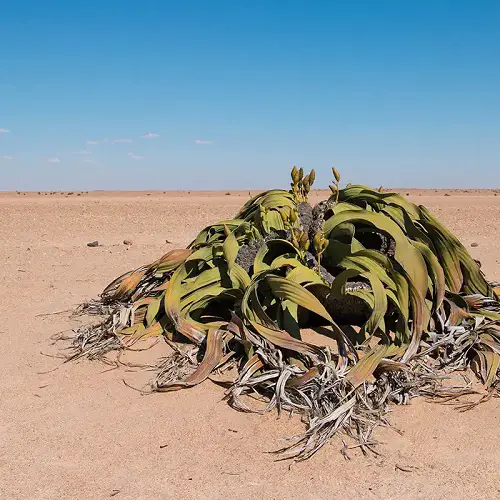Striking Plants that Look Like Aliens