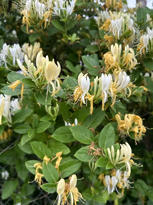 Beautiful White Fragrant Flowers