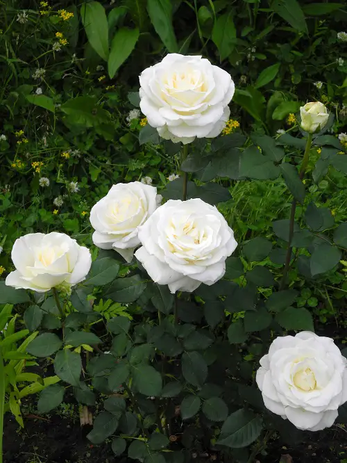 Beautiful White Fragrant Flowers