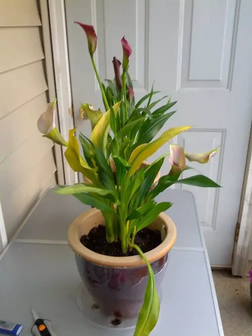 Why Are My Calla Lily Leaves Turning Yellow - Reasons and Solutions
