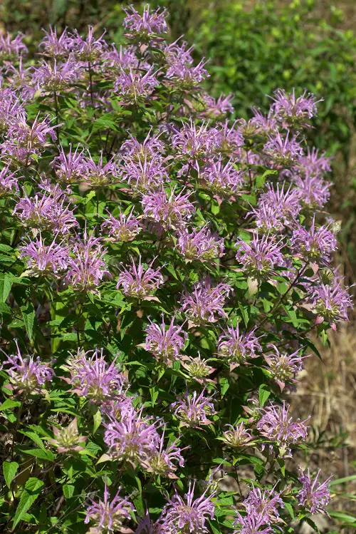 Illinois Native Plants in garden