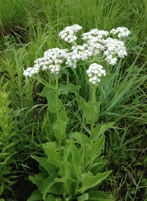 Illinois Native Plants in garden