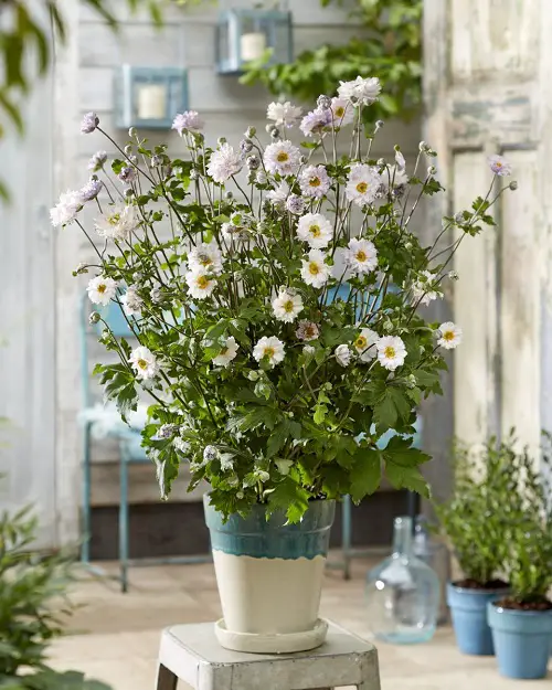 best Dainty Flowers 