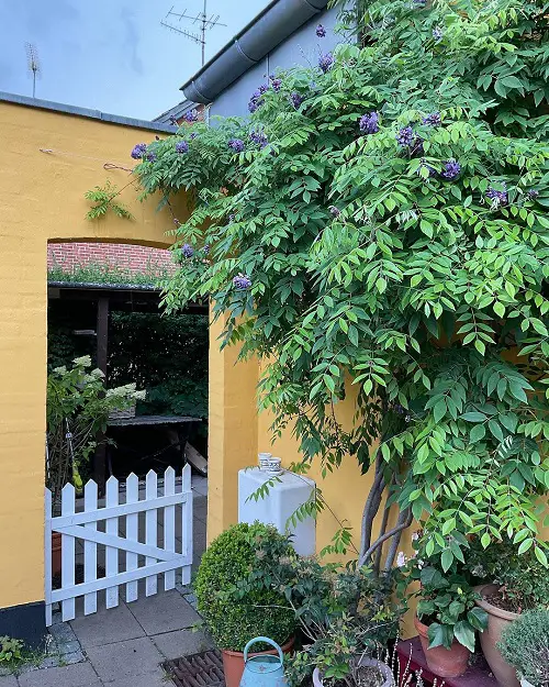 Fragrant Trees in garden