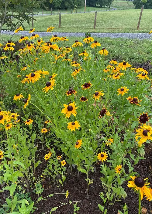 All of the Native Plants Found in Illinois