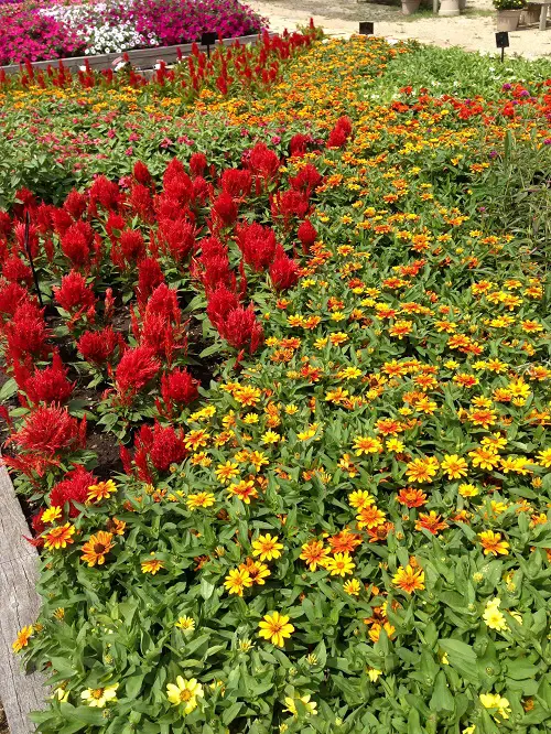 Amazing Celosia Companion Plants 3