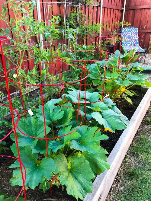 Celosia Companion Plants for your garden